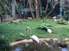 -火烈鸟餐厅