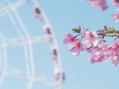 -顾村公园