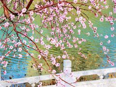 -桃花堤公园