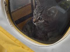 -瑞鹏宠物医院·超声·骨科·奇麟分院(蜀都万达店)