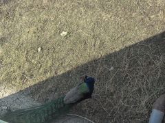-北京麋鹿生态实验中心