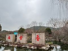 -香雪海