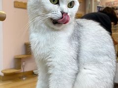 -猫咪派对(江南西店)