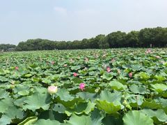 -荷塘月色湿地公园·向阳花洲