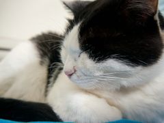 -Anne猫窝咖啡屋
