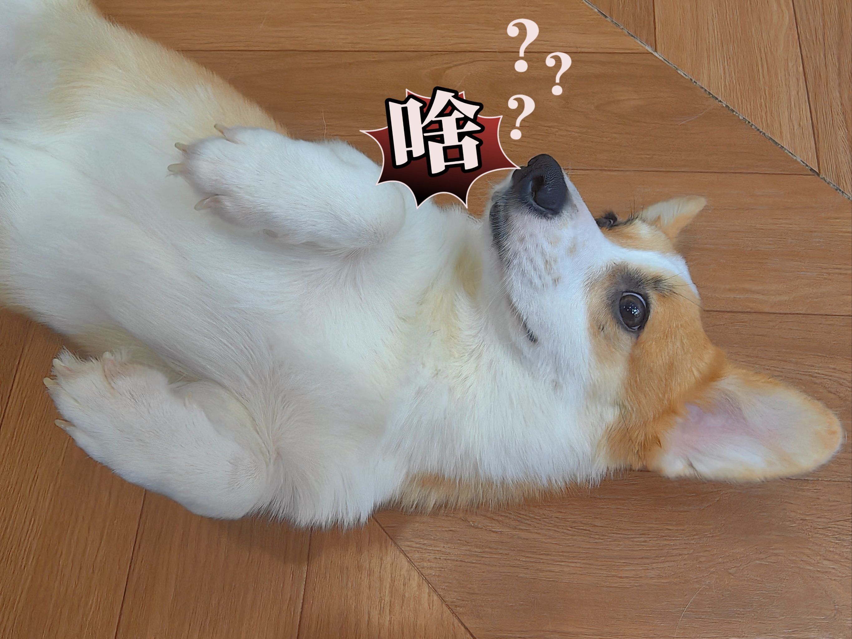 小狗狗能有什么坏心眼呢