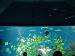-海合安武汉极地海洋公园