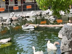 -龙华素斋(龙华路店)