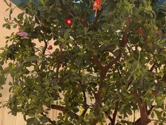 -悦海·家宴·冰花皮皮虾大锅贴(宝龙店)