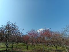 -天适樱花悠乐园