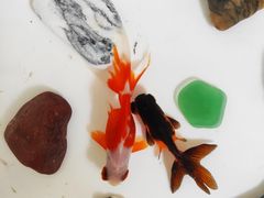 -青石桥花鸟鱼虫市场(叠翠城店)