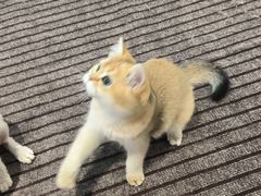-琪喵猫屋·撸猫猫咖·猫舍
