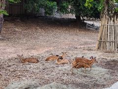 -清迈夜间动物园