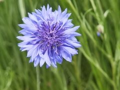 -春花秋色城市公园