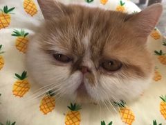 -喵屿·大理花园猫咖