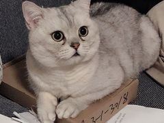 -伟伟宠物医院·瑞派猫友好医院·猫科(光谷店)