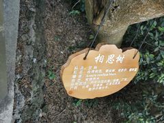 -海口火山口国家地质公园