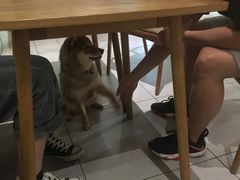 -柴务处·柴犬主题狗咖