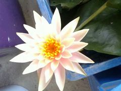 -三圣花乡旅游区