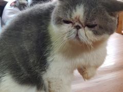 -more than meow吴止猫主题餐厅(承德 中船汇店)