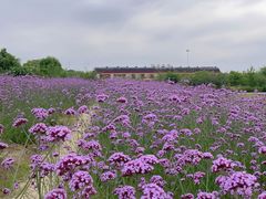 -西京湾花海