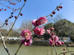 -枫桥景区