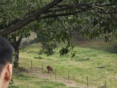 -合肥野生动物园