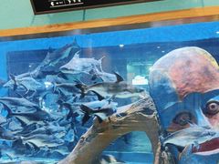 -顺德南宏海立方海洋公园