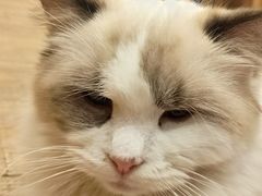 -猫的茶·猫咖