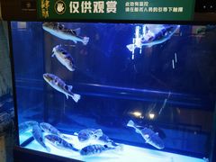 -肆月河豚·淮扬菜·湘菜(华天店)