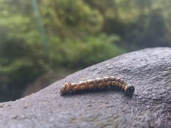 -宁波五龙潭景区