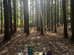 -日照海滨国家森林公园