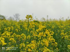 -八卦田遗址公园