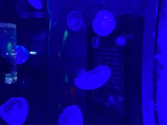 -芜湖新华联大白鲸海洋公园