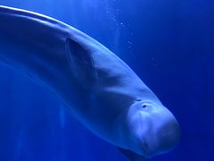 -多彩贵州城极地海洋世界