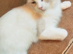 -李小姐の猫咖啡馆(五角场店)