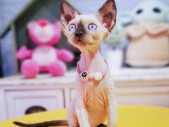 -十年猫舍·猫咪专门店(普陀店)