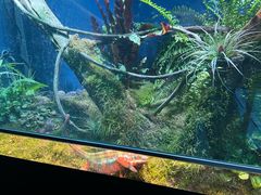 -上海大自然野生昆虫馆