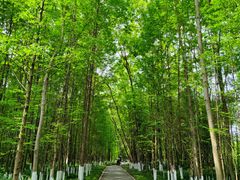 -桤木河湿地公园