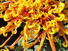 -中环花鸟鱼虫市场