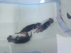 -谐和益家动物医院·免疫绝育·血液透析·宠保定点医院(高新伊藤分院)