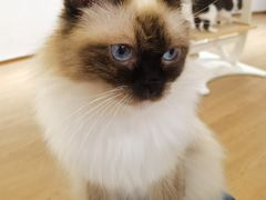 -1013 PET SHOP精品宠物商店(丁香店)