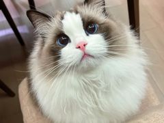 -美联众合动物医院·24h转诊中心
