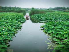 -荷塘月色湿地公园·向阳花洲