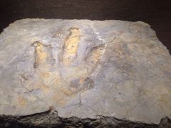 iphone_upload_pic-自贡恐龙博物馆