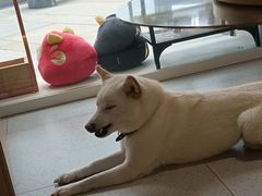 -柴务处·柴犬主题狗咖