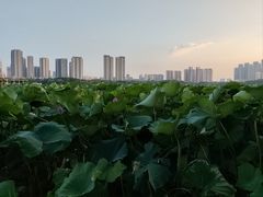 -月湖风景区