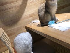 -喵屿·大理花园猫咖