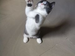 -lincat·猫舍(广州店)