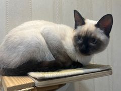 -宠爱国际动物医院·消化内科·心肾内科·ISFM猫友好(望京店)